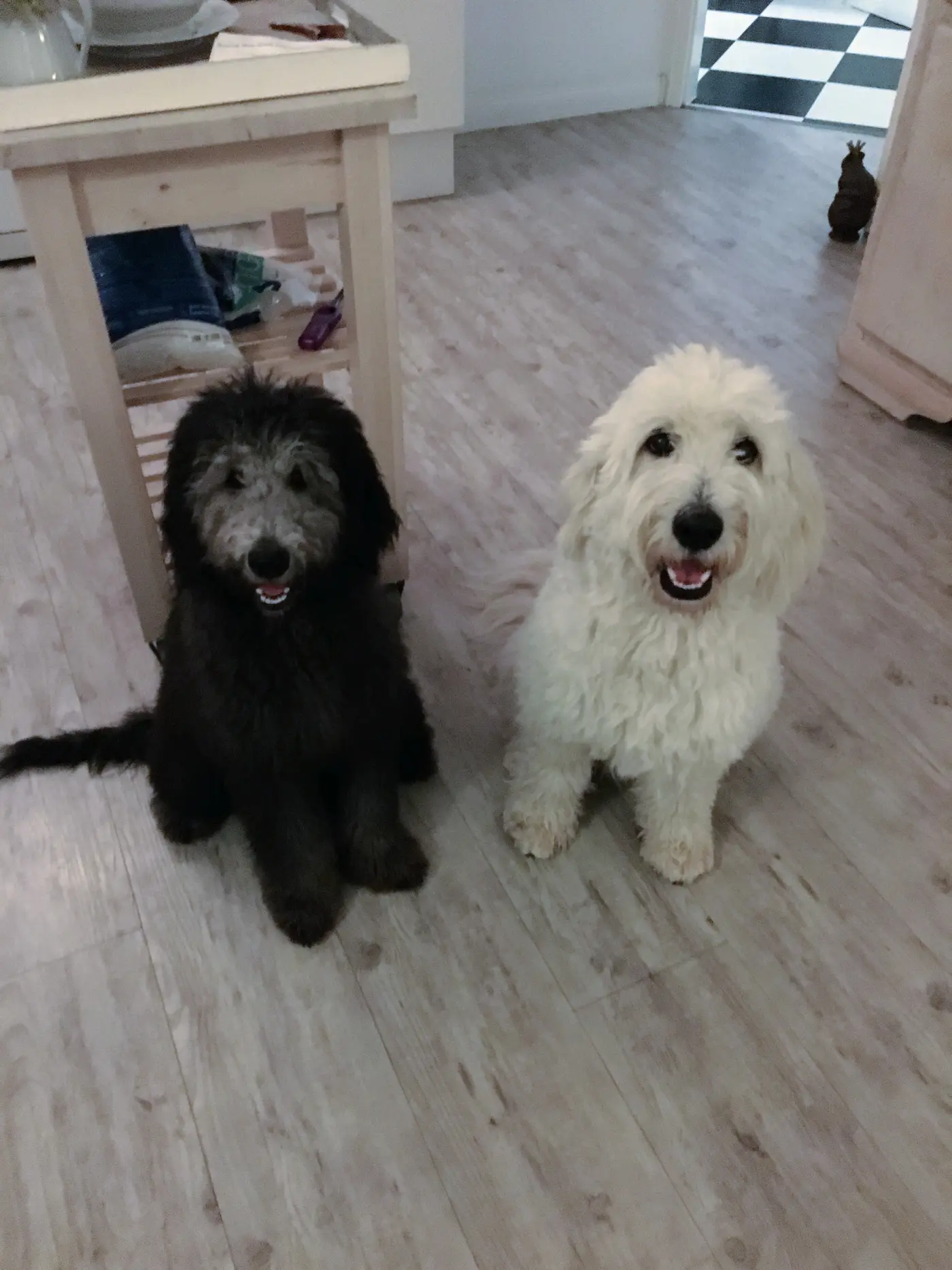Henry, schwarz-grauer Goldendoodle, sitzt neben dem weißen Finn