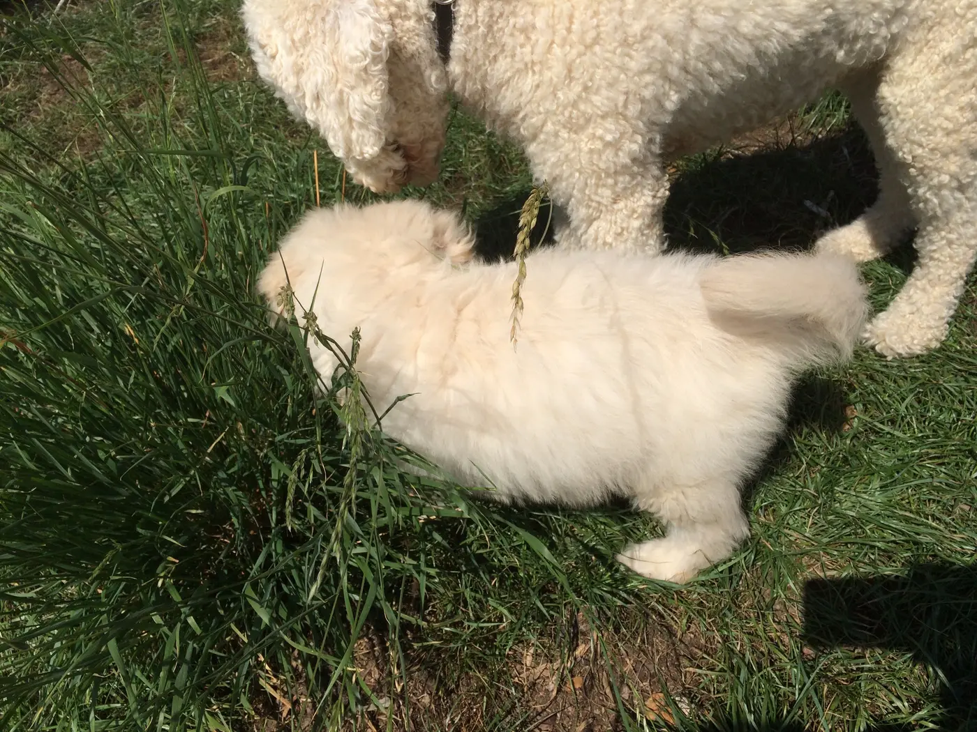 Finn im hohen Gras, seine Mutter im Hintergrund
