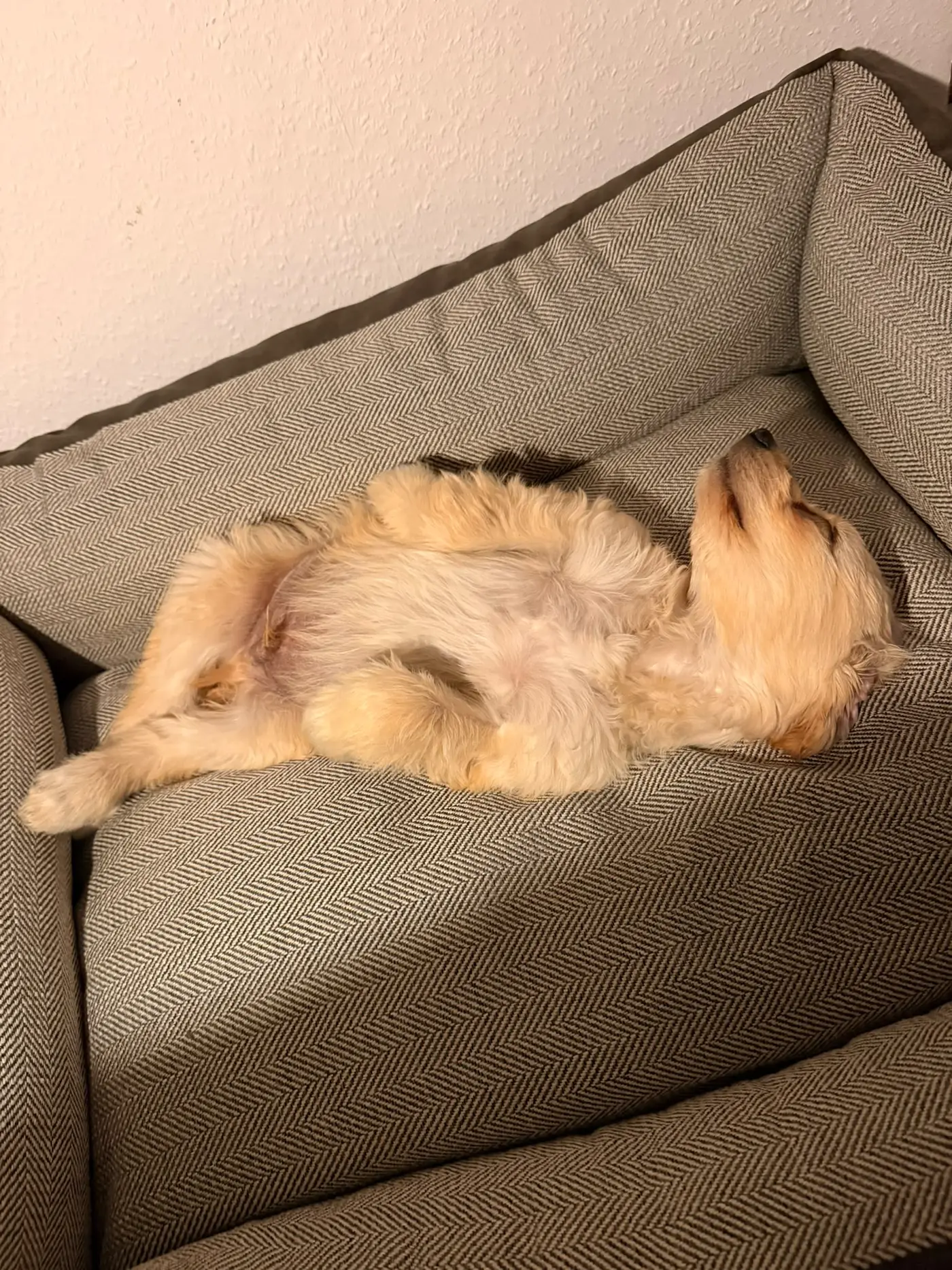 Lenny auf dem Rücken im Hundebett, alle vier Pfoten in der Luft
