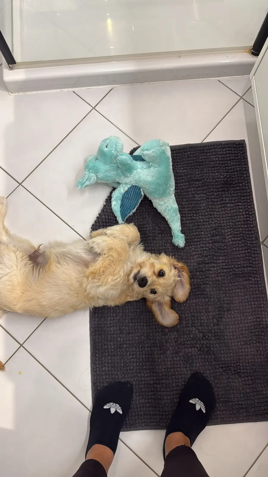 Lenny liegt auf dem Rücken auf der Badematte, neben ihm ein türkisfarbenes Plüsch-Krokodil