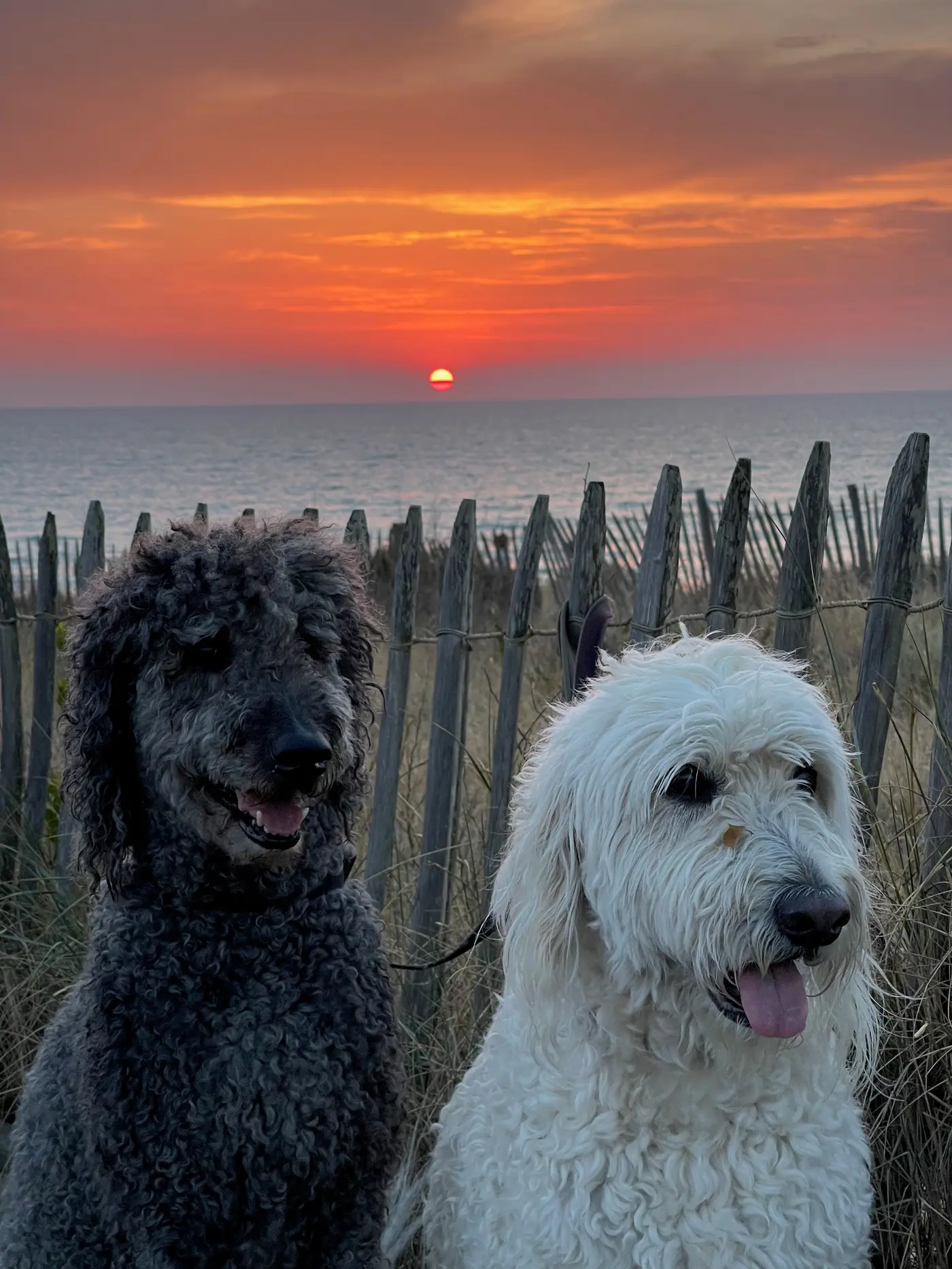 Henry und Finn im Sonnenuntergang am Atlantik, Saint-Julien-en-Born — Sonntag, 24. Juli 2022