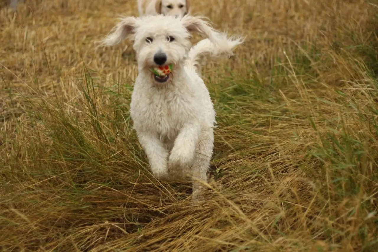 Finn rennt mit dem Ball im Maul durchs hohe Gras — Mittwoch, 5. Juli 2023
