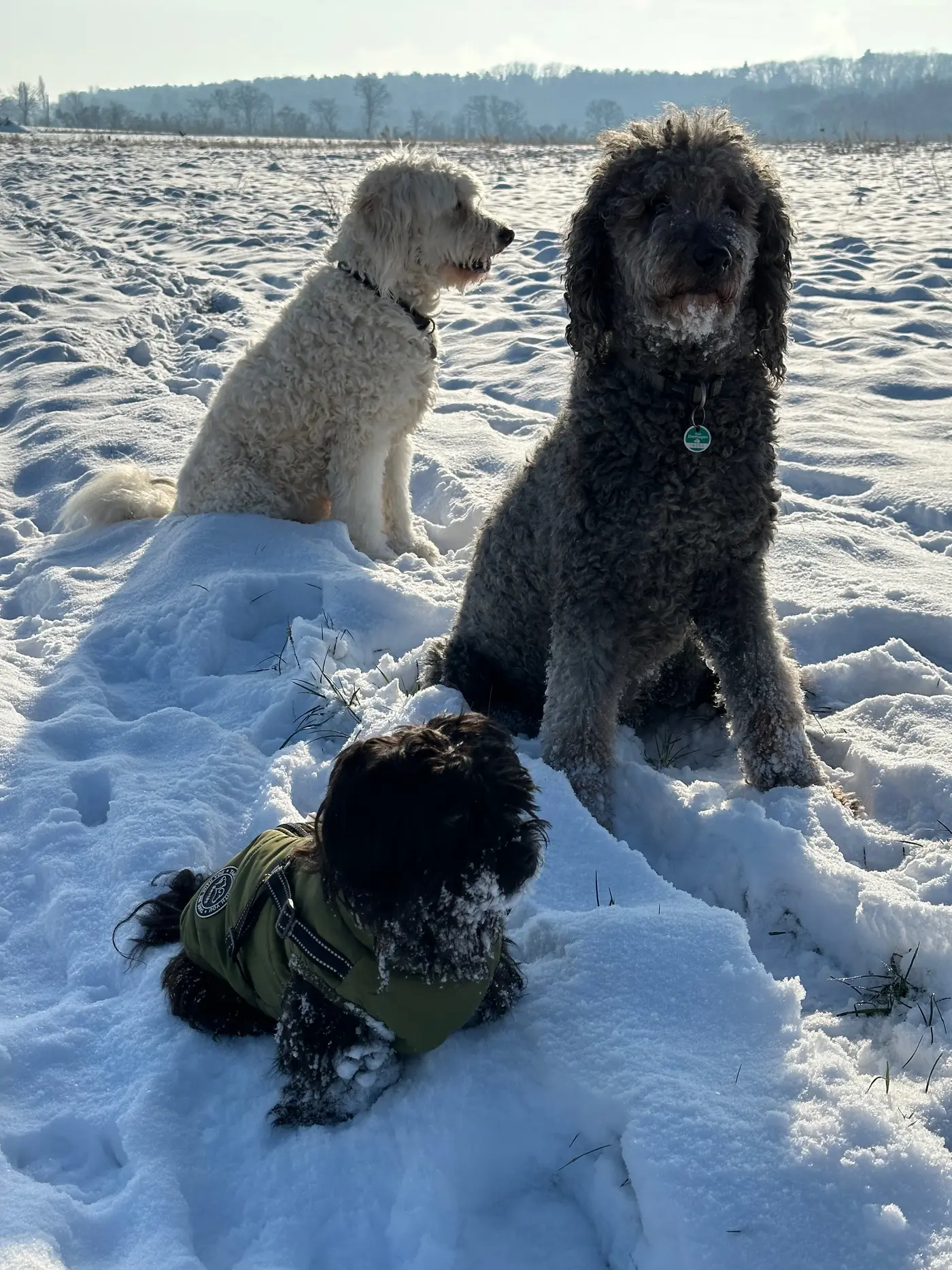 Finn und Henry sitzen im Schnee, Malu liegt vorne in seiner grünen Jacke — Donnerstag, 18. Januar 2024, Stürzelberg
