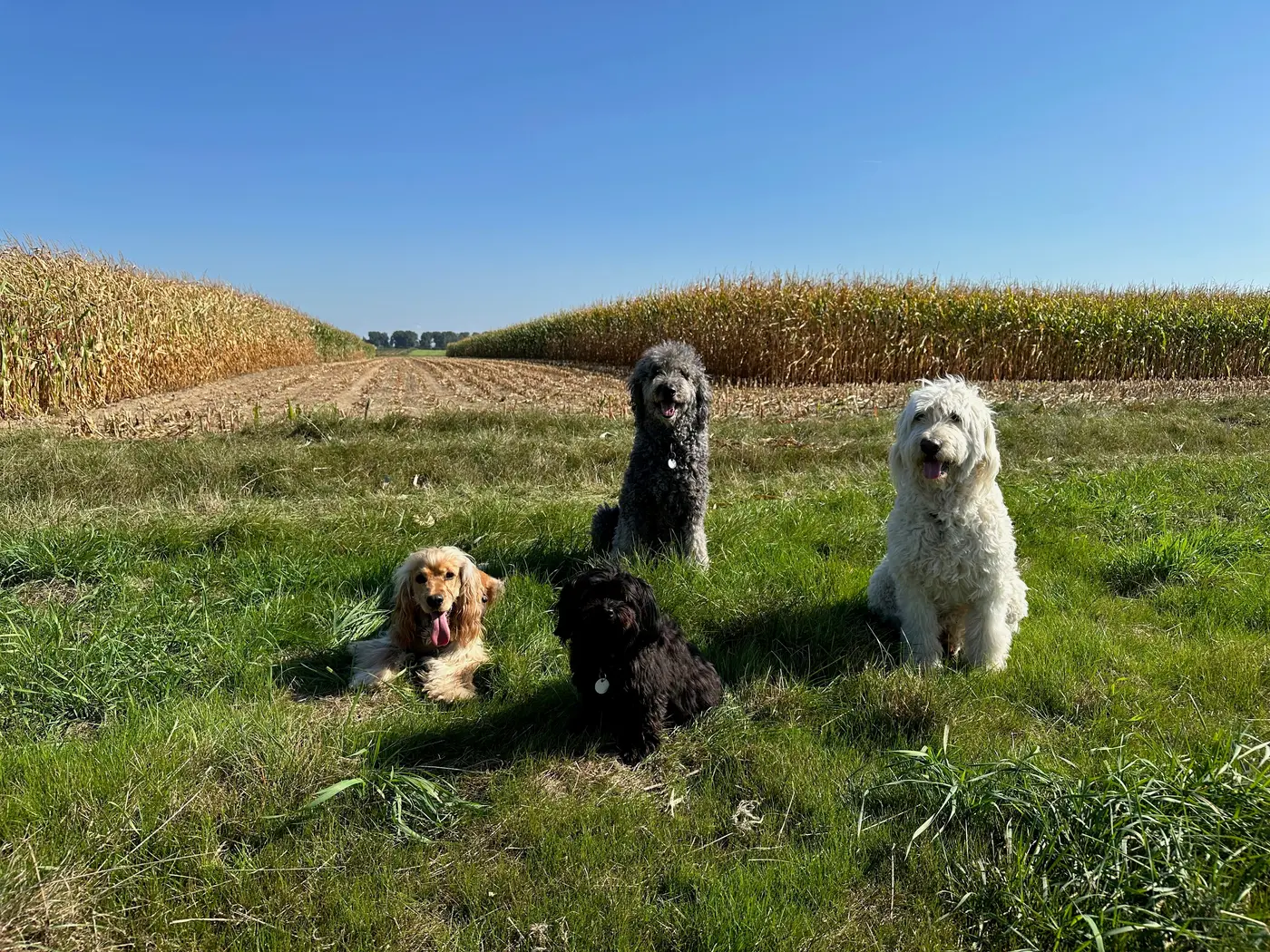 Finn, Henry, Malu und der Cocker-Cousin am Maisfeld — Samstag, 21. September 2024