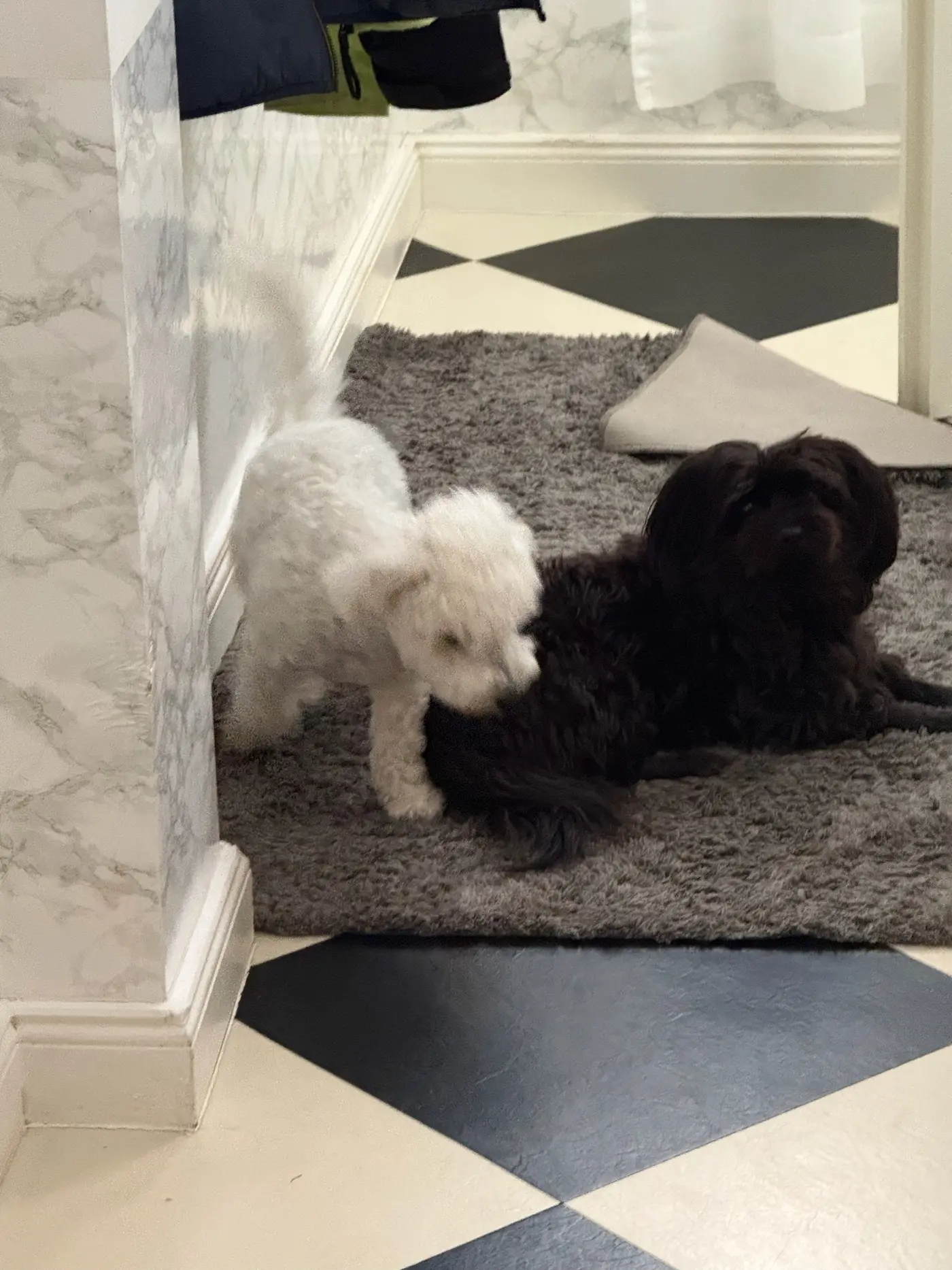 Malu mit Spike, dem weißen Ferienhund — Mittwoch, 30. Juli 2025