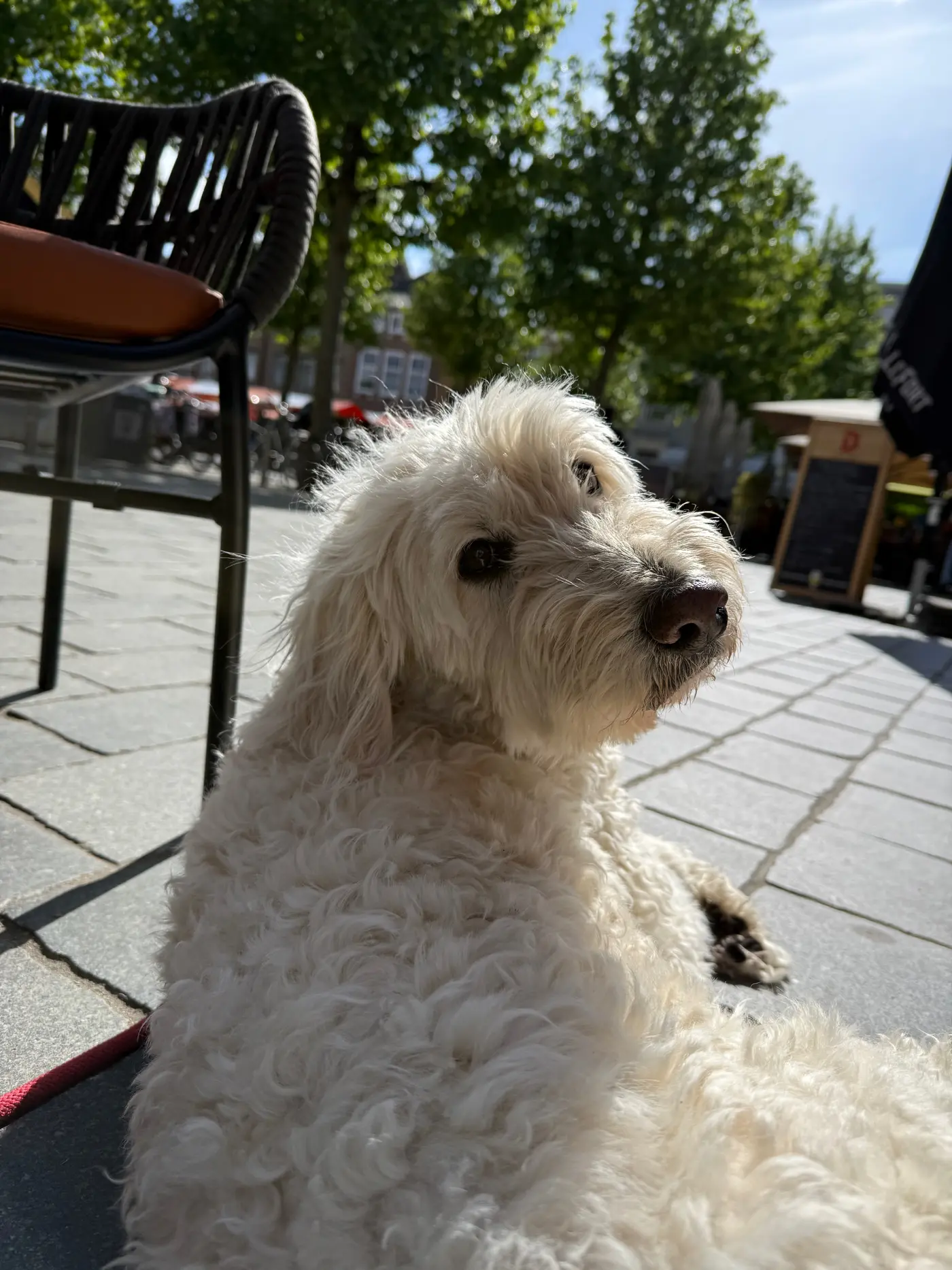 Finn liegt in der Sonne auf dem Pflaster vor einem Straßencafé in Goes — Donnerstag, 14. Mai 2026