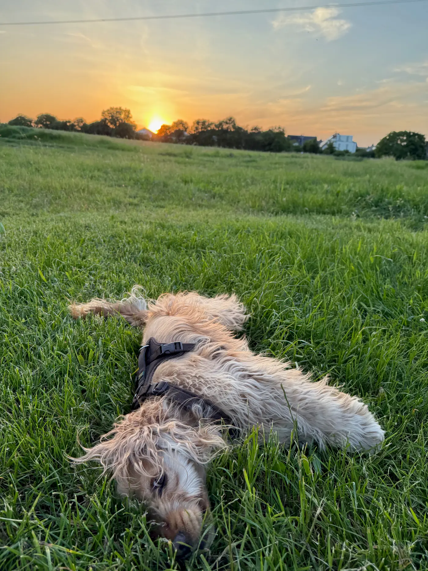 Der Cocker-Cousin im Gras bei Sonnenuntergang — Mittwoch, 27. Mai 2026