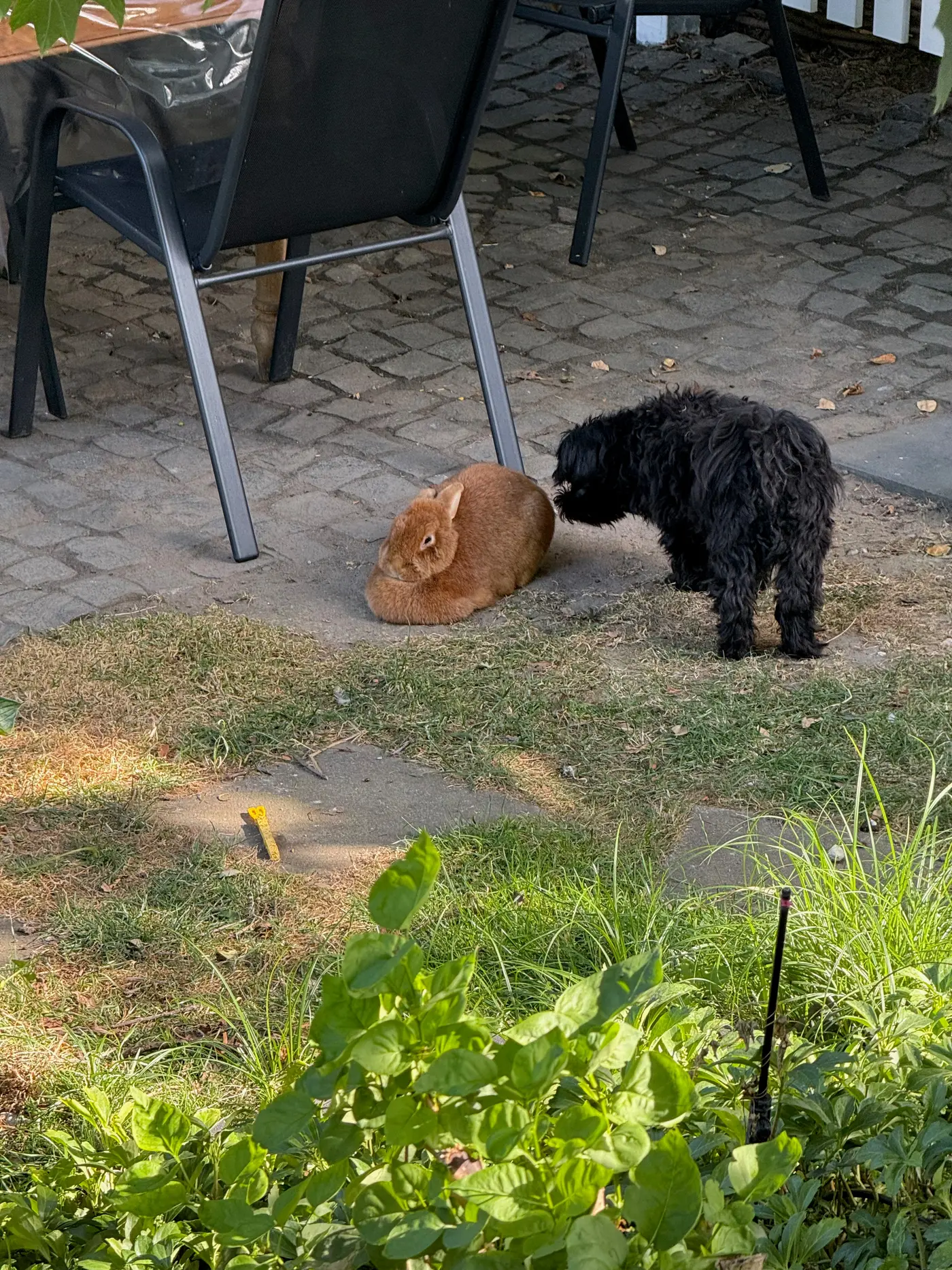 Malu beschnuppert ein orangebraunes Kaninchen unter den Gartenstühlen — Donnerstag, 23. Juli 2026, Stürzelberg