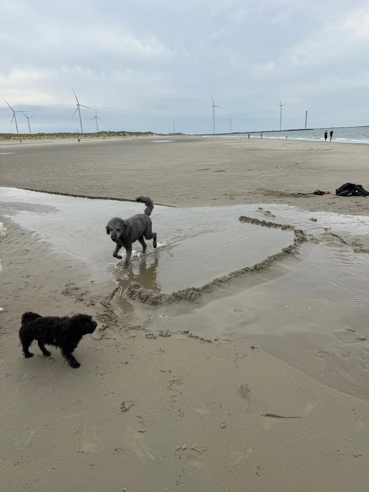 Henry läuft am Strand durch einen Priel, Malu steht vorne im Sand, im Hintergrund Windräder — Sonntag, 16. August 2026, Vrouwenpolder