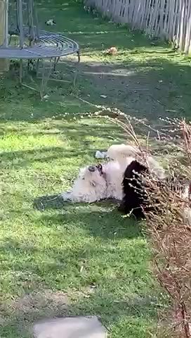Toben im Garten
