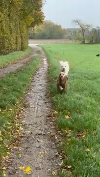 Leo und Finn im Herbst